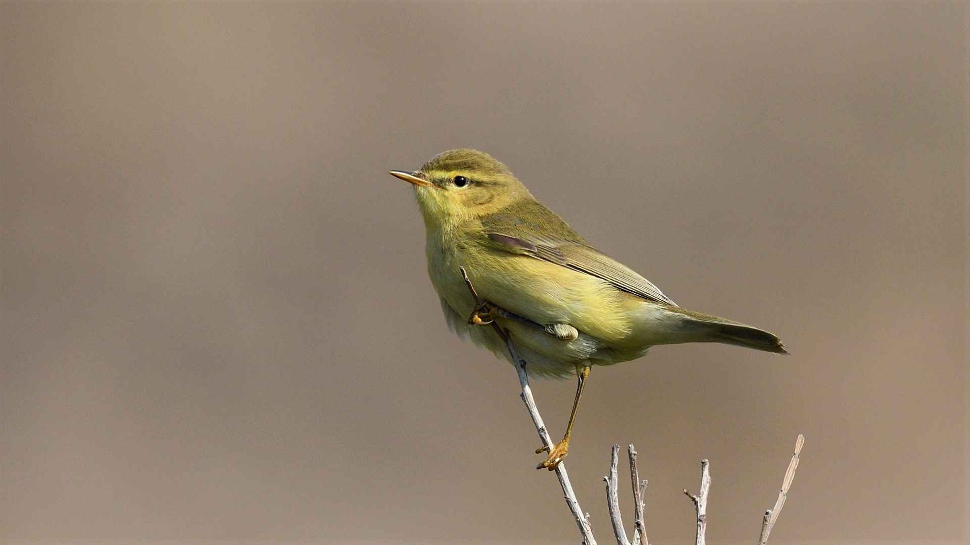 Willow Warbler